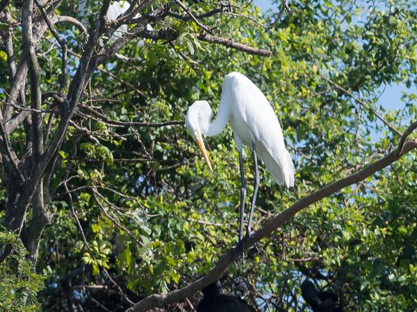 <h3><a href="/trips/srilanka/biota/animalia/chordata/aves/015 pelecaniformes/002 ardeidae/egretta intermedia/egretta intermedia-nl.html">Egretta&nbsp;intermedia</a> / Intermediate&nbsp;egret / Middelste&nbsp;zilverreiger</h3>NIKON D500 met AF-S Nikkor 300mm f/2.8G IF-ED VR II, 1/1000 sec  bij F7.1, ISO 200, afstand 44.6&nbsp;m